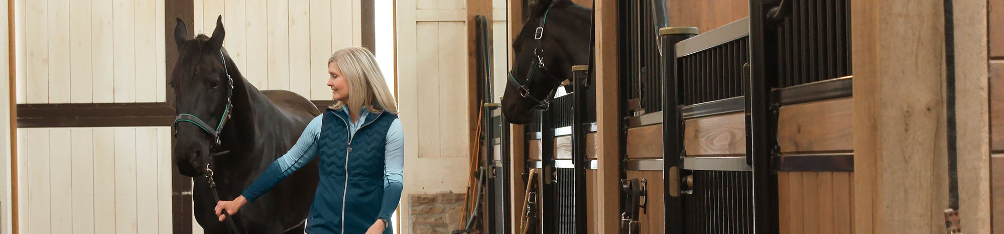 Trainer walking horse at Cherith Brook Friesian