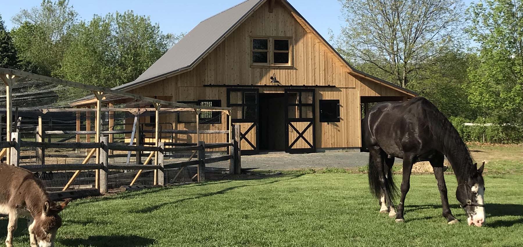 Fontanazza private barn in the background barn end doors open. Horse grazing in front of barn with donkey in the foreground.
