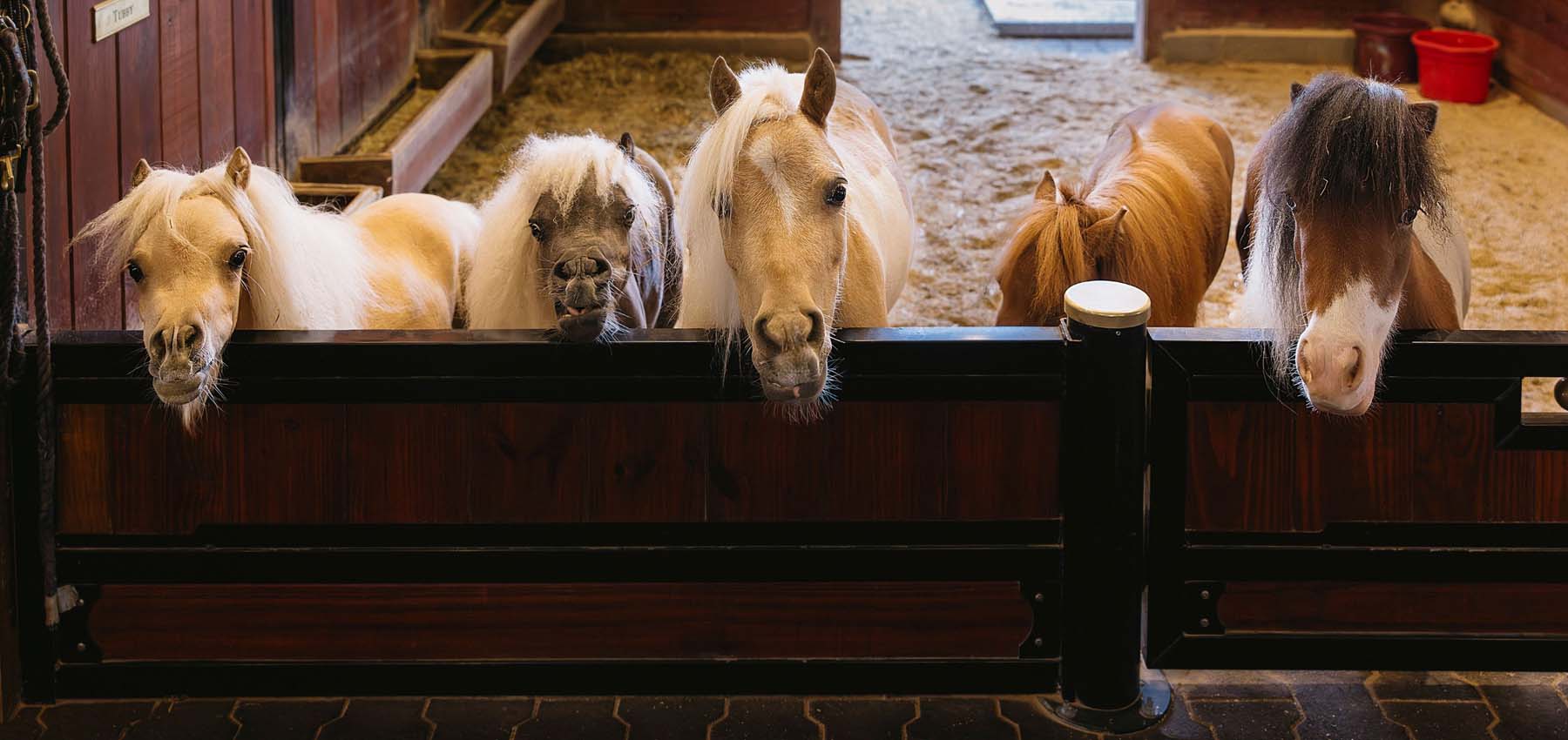 Dwarf horses looking over custom gate