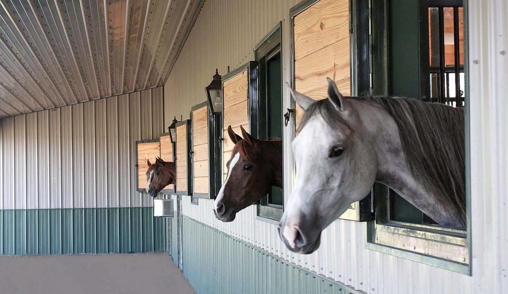 Dutch window with wood fill horses looking out