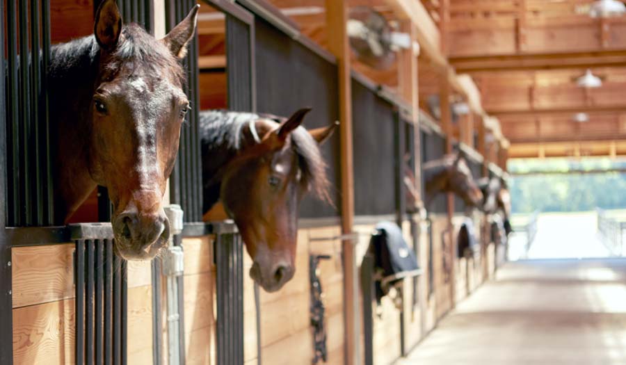 Style L002 - Legend Series horse stall front