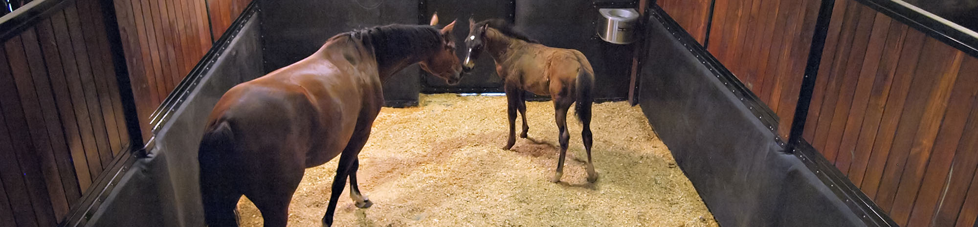 Mare and foal in stall with a StableComfort stall mattress-system