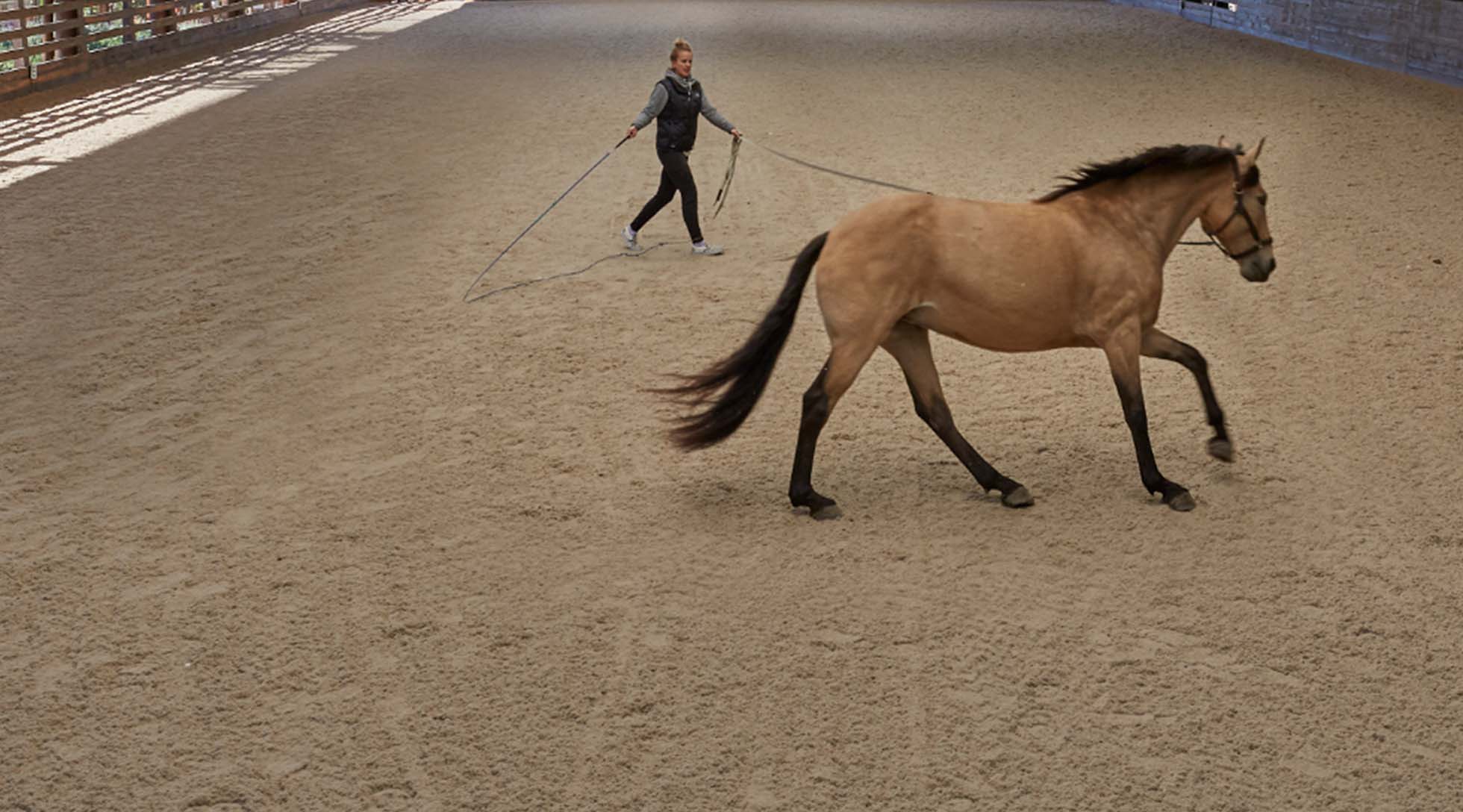 Horse and trainer in arena