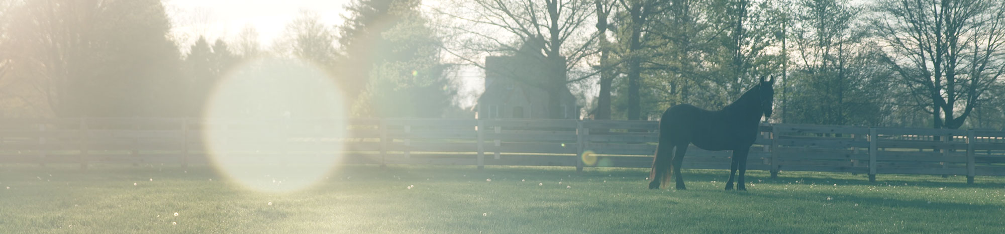 Horse in gated pasture with sunlight behind