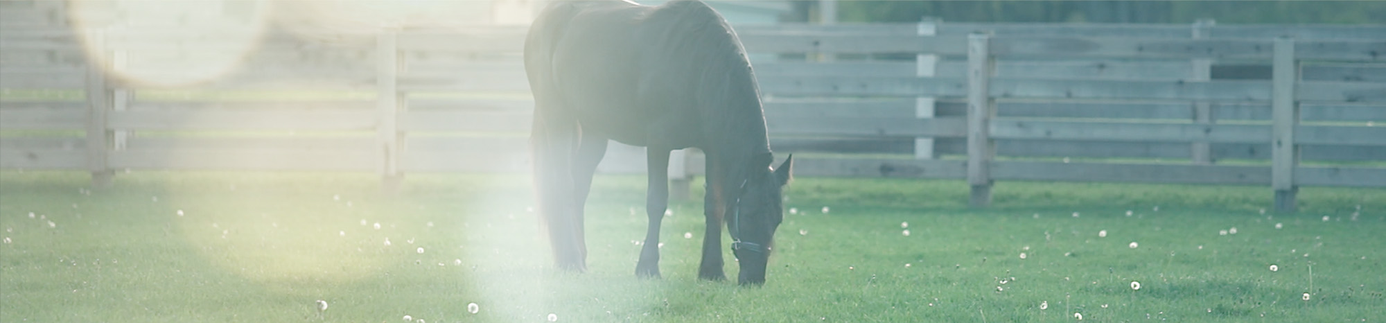Classic Equine Equipment standard Dutch doors with crossbuck.