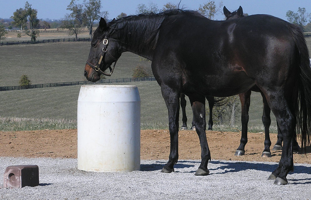 Horses at water station standing on stable-ity grid