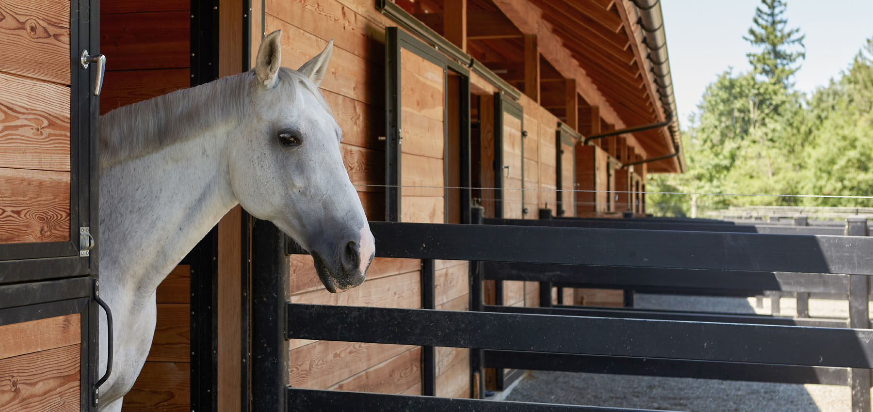 Classic Equine Equipment Holland