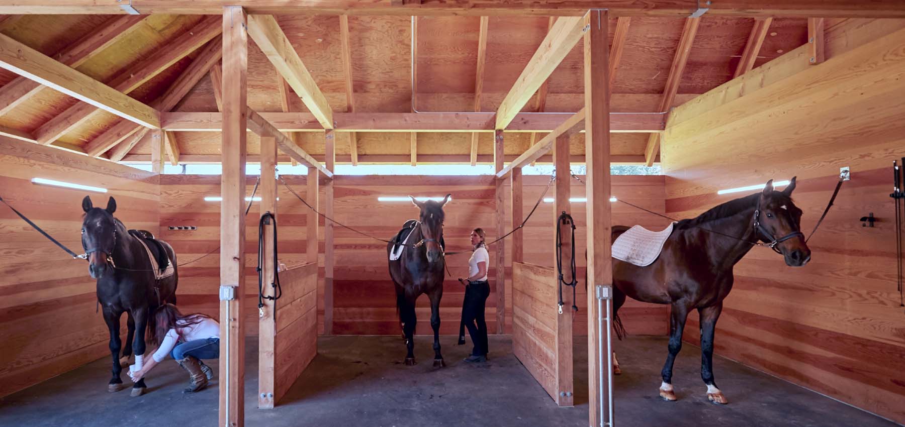 Classic Equine Equipment Holland