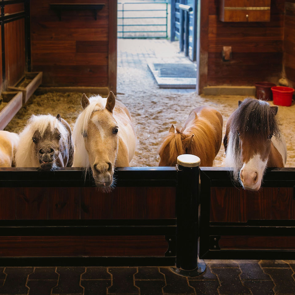 R R Ranch R&R Ranch - Classic Equine Equipment