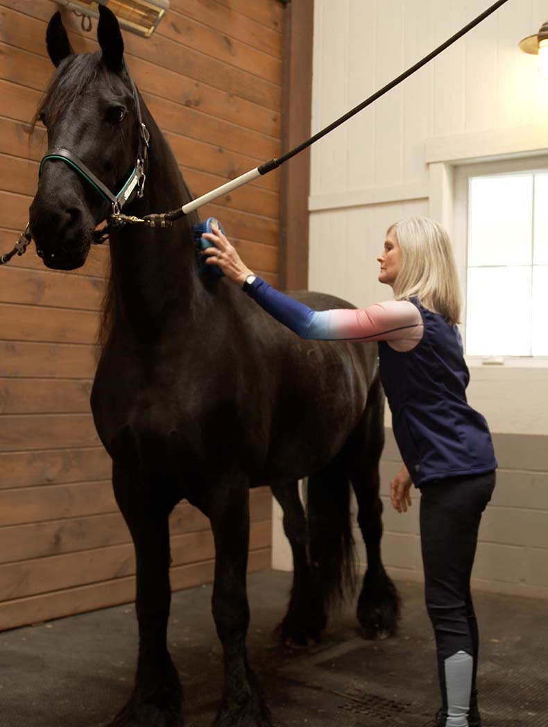 A woman grooming a black horse in a barn.