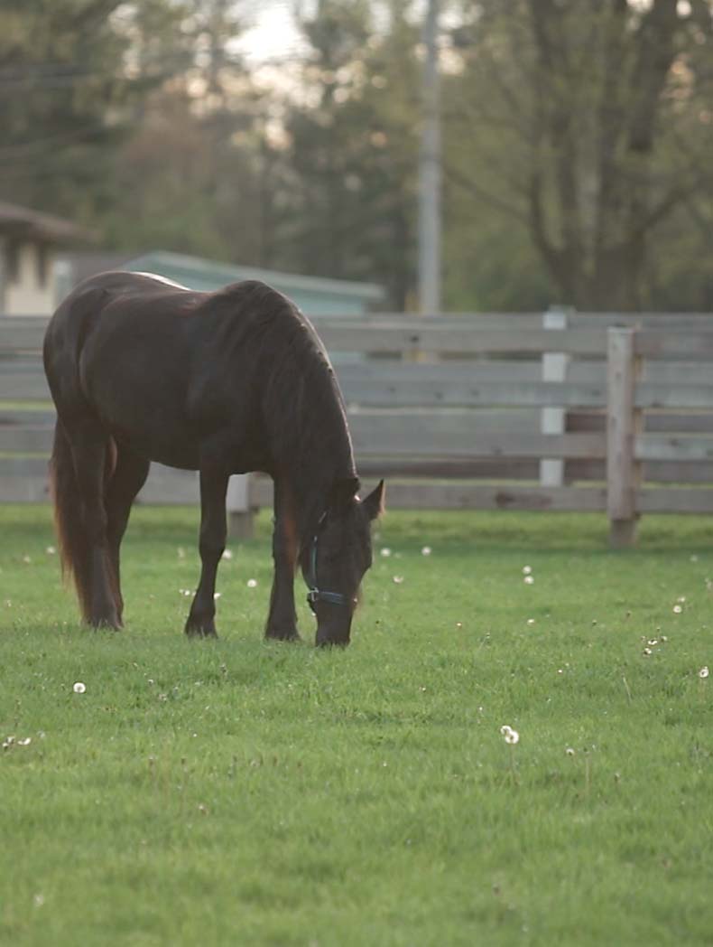A horse grazing on grass surrounded by grass and wooden fencing.